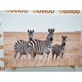 CANVAS PRINT THREE ZEBRAS IN THE SAVANNAH - PICTURES OF ANIMALS - PICTURES