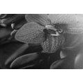 CANVAS PRINT ORCHID AND ZEN STONES IN BLACK AND WHITE - BLACK AND WHITE PICTURES - PICTURES