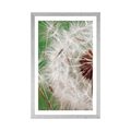 POSTER WITH MOUNT DANDELION SEEDS - FLOWERS - POSTERS