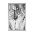 POSTER DANDELION IN BLACK AND WHITE - BLACK AND WHITE - POSTERS