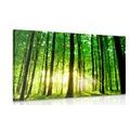 CANVAS PRINT LUSH GREEN FOREST - PICTURES OF NATURE AND LANDSCAPE - PICTURES