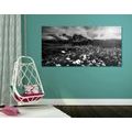 CANVAS PRINT MEADOW OF BLOOMING FLOWERS IN BLACK AND WHITE - BLACK AND WHITE PICTURES - PICTURES