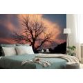 WALL MURAL BEAUTIFUL TREE IN THE MEADOW - WALLPAPERS NATURE - WALLPAPERS