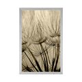 POSTER DANDELION SEEDS IN SEPIA DESIGN - BLACK AND WHITE - POSTERS