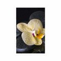 POSTER ZEN STONES WITH A YELLOW ORCHID - FENG SHUI - POSTERS