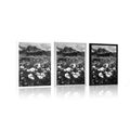 POSTER MEADOW OF BLOOMING FLOWERS IN BLACK AND WHITE - BLACK AND WHITE - POSTERS