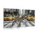 TABLOU ZEBRA ÎN NEW YORK - DOVIDO CHALLENGE - TABLOURI