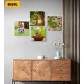 CANVAS PRINT SET FENG SHUI IN GREEN DESIGN - SET OF PICTURES - PICTURES