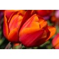 CANVAS PRINT BEAUTIFUL TULIPS IN A MEADOW - PICTURES FLOWERS - PICTURES