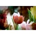 SELF ADHESIVE WALLPAPER MEADOW OF TULIPS IN RETRO STYLE - SELF-ADHESIVE WALLPAPERS - WALLPAPERS