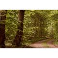 CANVAS PRINT GREEN FOREST - PICTURES OF NATURE AND LANDSCAPE - PICTURES