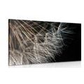 CANVAS PRINT THE BEAUTY OF THE DANDELION - PICTURES FLOWERS - PICTURES