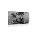 CANVAS PRINT ORCHID AND ZEN STONES IN BLACK AND WHITE - BLACK AND WHITE PICTURES - PICTURES