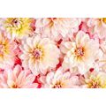 SELF ADHESIVE WALL MURAL PASTEL DAHLIA FLOWERS - SELF-ADHESIVE WALLPAPERS - WALLPAPERS