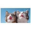 OBRAZ ROZVERNÉ KOČIČÍ DUO V DETAILU - OBRAZY KOČKY - OBRAZY
