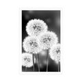 POSTER FLUFFY DANDELION IN BLACK AND WHITE - BLACK AND WHITE - POSTERS