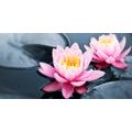 CANVAS PRINT LOTUS FLOWER IN A LAKE - PICTURES FLOWERS - PICTURES