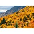 SELF ADHESIVE WALL MURAL VIEW OF A MAJESTIC FOREST - SELF-ADHESIVE WALLPAPERS - WALLPAPERS