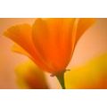 CANVAS PRINT BEAUTIFUL FLOWER - PICTURES FLOWERS - PICTURES