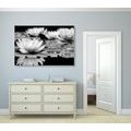 CANVAS PRINT LOTUS FLOWER IN BLACK AND WHITE - BLACK AND WHITE PICTURES - PICTURES