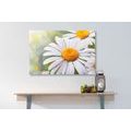 CANVAS PRINT DAISY FLOWERS - PICTURES FLOWERS - PICTURES