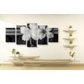 5-PIECE CANVAS PRINT WELLNESS STILL LIFE IN BLACK AND WHITE - BLACK AND WHITE PICTURES - PICTURES