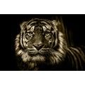 CANVAS PRINT TIGER IN SEPIA DESIGN - BLACK AND WHITE PICTURES - PICTURES