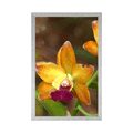 POSTER ORANGE ORCHIDEE - BLUMEN - POSTER