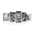 5-PIECE CANVAS PRINT LION FACE IN BLACK AND WHITE - BLACK AND WHITE PICTURES - PICTURES