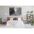 CANVAS PRINT AUTUMN AVENUE OF TREES IN BLACK AND WHITE - BLACK AND WHITE PICTURES - PICTURES