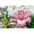 CANVAS PRINT BLOOMING LILIES IN THE GARDEN - PICTURES FLOWERS - PICTURES