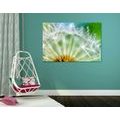 CANVAS PRINT BEAUTIFUL DETAIL OF A DANDELION - PICTURES FLOWERS - PICTURES