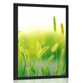 POSTER GRASS BLADES IN GREEN DESIGN - NATURE - POSTERS