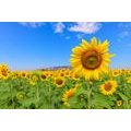 SELBSTKLEBENDE FOTOTAPETE FELD MIT SONNENBLUMEN - SELBSTKLEBENDE TAPETEN - TAPETEN