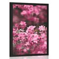 POSTER DETAILED CHERRY BLOSSOMS - FLOWERS - POSTERS