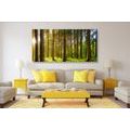 CANVAS PRINT MORNING IN THE FOREST - PICTURES OF NATURE AND LANDSCAPE - PICTURES