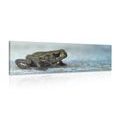 CANVAS PRINT FROG - PICTURES OF ANIMALS{% if product.category.pathNames[0] != product.category.name %} - PICTURES{% endif %}