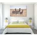 CANVAS PRINT THREE ZEBRAS IN THE SAVANNAH - PICTURES OF ANIMALS - PICTURES