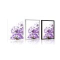 AFFICHE FLORAISON DE FLEURS D'AIL VIOLET - FLEURS - AFFICHES