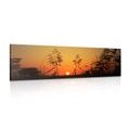 CANVAS PRINT GRASS BLADES AT SUNSET - PICTURES OF NATURE AND LANDSCAPE - PICTURES