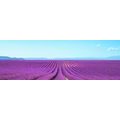 CANVAS PRINT ENDLESS LAVENDER FIELD - PICTURES OF NATURE AND LANDSCAPE - PICTURES