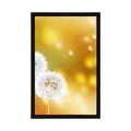 POSTER DANDELION - FLOWERS - POSTERS