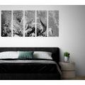 5-PIECE CANVAS PRINT MODERN PAINTED PEONIES IN BLACK AND WHITE - BLACK AND WHITE PICTURES{% if product.category.pathNames[0] != product.category.name %} - PICTURES{% endif %}