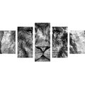 5-PIECE CANVAS PRINT LION FACE IN BLACK AND WHITE - BLACK AND WHITE PICTURES - PICTURES