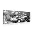 WANDBILD MOHNBLUMEN AUF DEM FELD IN SCHWARZ-WEISS - SCHWARZ-WEISSE BILDER{% if product.category.pathNames[0] != product.category.name %} - BILDER{% endif %}