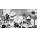 CANVAS PRINT GARDEN FLOWERS IN BLACK AND WHITE - BLACK AND WHITE PICTURES - PICTURES