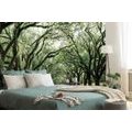 SELF ADHESIVE WALL MURAL TREES IN AN EMBRACE - SELF-ADHESIVE WALLPAPERS - WALLPAPERS