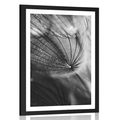 POSTER WITH MOUNT BEAUTIFUL DANDELION IN BLACK AND WHITE - BLACK AND WHITE - POSTERS