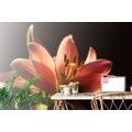 SELF ADHESIVE WALL MURAL LILY ON A BLACK BACKGROUND - SELF-ADHESIVE WALLPAPERS - WALLPAPERS