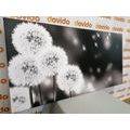 CANVAS PRINT FLUFFY DANDELION IN BLACK AND WHITE - BLACK AND WHITE PICTURES - PICTURES